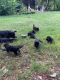 German Shepherd Puppies for sale in Jacksonville, FL 32219, USA. price: $600