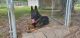 German Shepherd Puppies for sale in Manning, SC 29102, USA. price: $900