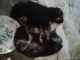 German Shepherd Puppies for sale in Hurt, VA 24563, USA. price: $700