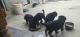 German Shepherd Puppies for sale in Sonipat, Haryana, India. price: 8000 INR