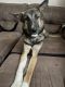 German Shepherd Puppies for sale in Turlock, CA, USA. price: $150