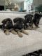 German Shepherd Puppies for sale in Upland, CA, USA. price: $300