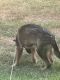 German Shepherd Puppies for sale in Worcester, MA, USA. price: NA