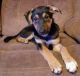 German Shepherd Puppies for sale in Russiaville, IN 46979, USA. price: $200