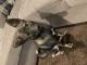 German Shepherd Puppies for sale in Nokesville, VA 20181, USA. price: $1,400