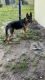 German Shepherd Puppies for sale in 2261 Owasso Ct, Pine Hills, FL 32818, USA. price: $1,800