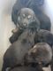 German Shepherd Puppies for sale in Hughson, CA 95326, USA. price: $1,200