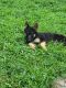 German Shepherd Puppies for sale in Zeigler, IL, USA. price: NA