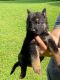 German Shepherd Puppies for sale in Taylorsville, NC 28681, USA. price: $499