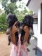 German Shepherd Puppies for sale in Sreekrishnapuram, Kerala, India. price: NA