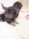 German Shepherd Puppies for sale in Kalyanpur, Lucknow, Uttar Pradesh 226022, India. price: 18000 INR