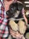 German Shepherd Puppies for sale in 931 Hamilton Dairy Rd, Hot Springs, AR 71909, USA. price: NA