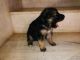 German Shepherd Puppies for sale in Bhubaneswar, Odisha, India. price: 9999 INR