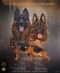 German Shepherd Puppies for sale in Gunter, TX 75058, USA. price: NA
