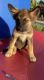 German Shepherd Puppies for sale in Perris, CA, USA. price: $100