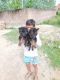 German Shepherd Puppies for sale in Budheshwar, Alamnagar, Rajajipuram, Lucknow, Uttar Pradesh 226017, India. price: 8000 INR