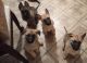 German Shepherd Puppies for sale in Baltimore, MD, USA. price: $850
