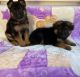 German Shepherd Puppies for sale in W Chippewa St, Buffalo, NY, USA. price: $500