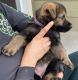 German Shepherd Puppies for sale in Colorado Springs, CO, USA. price: $1,300
