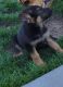 German Shepherd Puppies for sale in Colorado Springs, CO, USA. price: $600