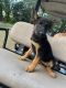 German Shepherd Puppies for sale in Alapaha, GA 31622, USA. price: NA