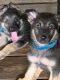 German Shepherd Puppies for sale in Greencastle, IN 46135, USA. price: $500