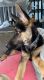 German Shepherd Puppies for sale in Simi Valley, CA 93065, USA. price: NA