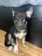 German Shepherd Puppies for sale in Lake View Terrace, CA 91342, USA. price: $100