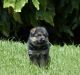 German Shepherd Puppies for sale in Queens, NY, USA. price: $600