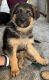 German Shepherd Puppies for sale in Yamuna Nagar, Haryana, India. price: 25000 INR