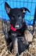 German Shepherd Puppies for sale in Murfreesboro, TN 37129, USA. price: $700