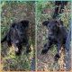 German Shepherd Puppies for sale in St Francis, MN, USA. price: $1,200