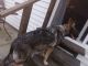 German Shepherd Puppies for sale in Painesville Township, OH, USA. price: NA