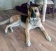 German Shepherd Puppies for sale in Valley Springs, CA 95252, USA. price: NA