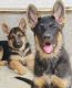 German Shepherd Puppies for sale in Riverside, CA, USA. price: $650