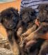 German Shepherd Puppies for sale in Puducherry, India. price: NA
