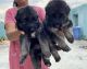 German Shepherd Puppies for sale in Rohtak, Haryana, India. price: 14000 INR
