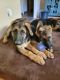 German Shepherd Puppies for sale in Dewitt, MI 48820, USA. price: NA