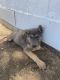 German Shepherd Puppies for sale in Perris, CA 92570, USA. price: $350