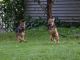 German Shepherd Puppies for sale in Syracuse, NY, USA. price: $1,000
