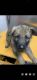 German Shepherd Puppies for sale in Queens, NY, USA. price: $1,500