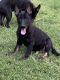 German Shepherd Puppies for sale in Hobbs, NM 88242, USA. price: $600