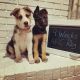 German Shepherd Puppies for sale in Gaston, SC 29053, USA. price: $900