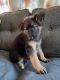 German Shepherd Puppies for sale in Lynwood, CA, USA. price: $550