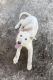 German Shepherd Puppies for sale in Goldsboro, NC, USA. price: $500
