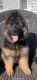 German Shepherd Puppies for sale in Clinton, WI 53525, USA. price: $3,000