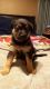 German Shepherd Puppies for sale in Sulphur Springs, TX 75482, USA. price: NA