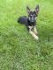 German Shepherd Puppies for sale in Pittsburgh, PA, USA. price: $780