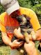 German Shepherd Puppies for sale in Cave Junction, OR 97523, USA. price: $800