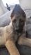 German Shepherd Puppies for sale in Tampa, FL, USA. price: $800
